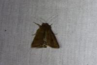 Helicoverpa armigera