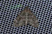 Thera britannica/variata