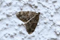 Thera britannica/variata