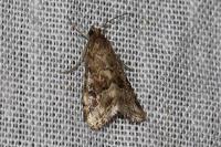 Hellula undalis