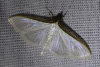 Palpita vitrealis
