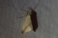 Rhodometra sacraria