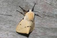 Spilarctia lutea