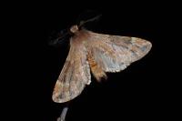 Ptilophora plumigera