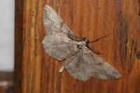 Peribatodes rhomboidaria rhomboidaria