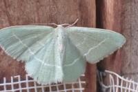 Chlorissa viridata