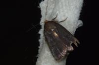 Amphipyra livida
