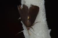 Amphipyra livida