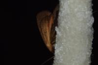 Amphipyra livida