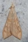 Antigastra catalaunalis
