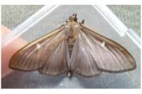 Cydalima perspectalis