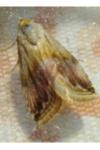 Eublemma ostrina
