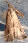 Schrankia costaestrigalis