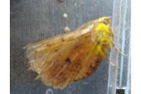 Ennomos alniaria