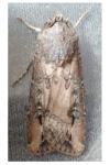 Agrotis ipsilon
