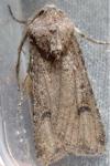 Agrotis segetum