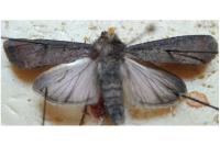 Peridroma saucia