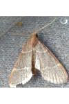 Hypsopygia glaucinalis