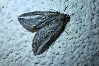 Chesias legatella