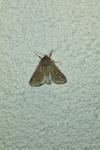 Mythimna albipuncta
