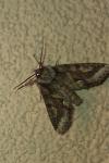 Allophyes oxyacanthae