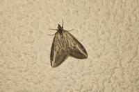 Chesias legatella