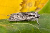 Lithophane leautieri