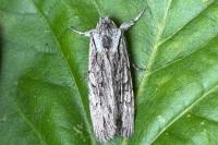 Lithophane leautieri
