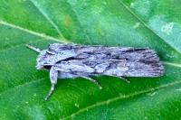 Lithophane leautieri