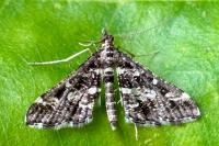 Diasemiopsis ramburialis