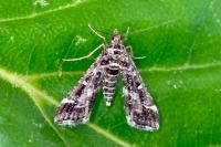 Diasemiopsis ramburialis