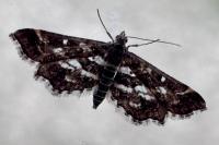 Diasemiopsis ramburialis