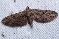 Eupithecia oxycedrata