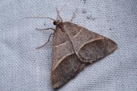 Perigune convergata