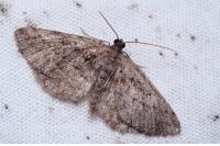 Rhoptria asperaria