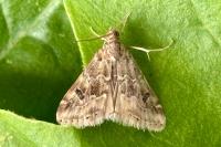 Hellula undalis