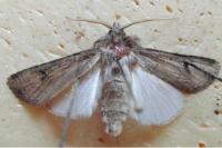 Agrotis segetum