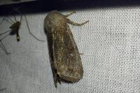 Orthosia incerta