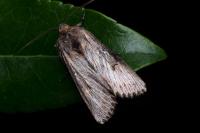 Aporophyla australis