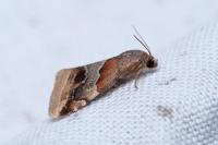 Eublemma parva