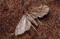 Hydriris ornatalis