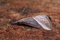 Hypena lividalis