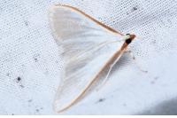 Palpita vitrealis