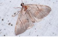 Pennithera ulicata