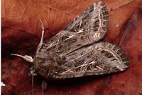 Spodoptera littoralis