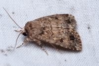 Spodoptera cilium