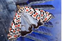 Utetheisa pulchella
