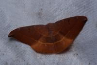 Watsonalla uncinula
