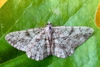 Peribatodes rhomboidaria rhomboidaria