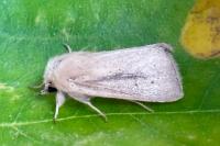 Sesamia nonagrioides